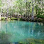 Manatee springs