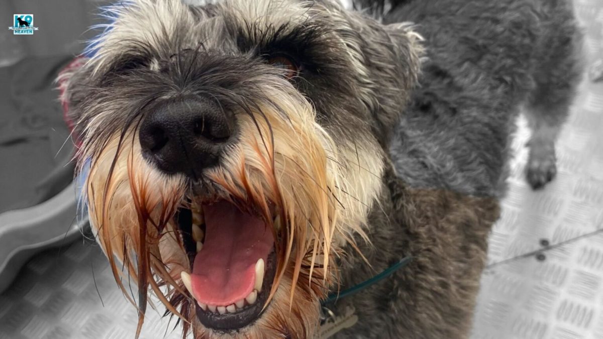 Doggy daycare prices