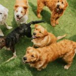 Doggy daycare prices