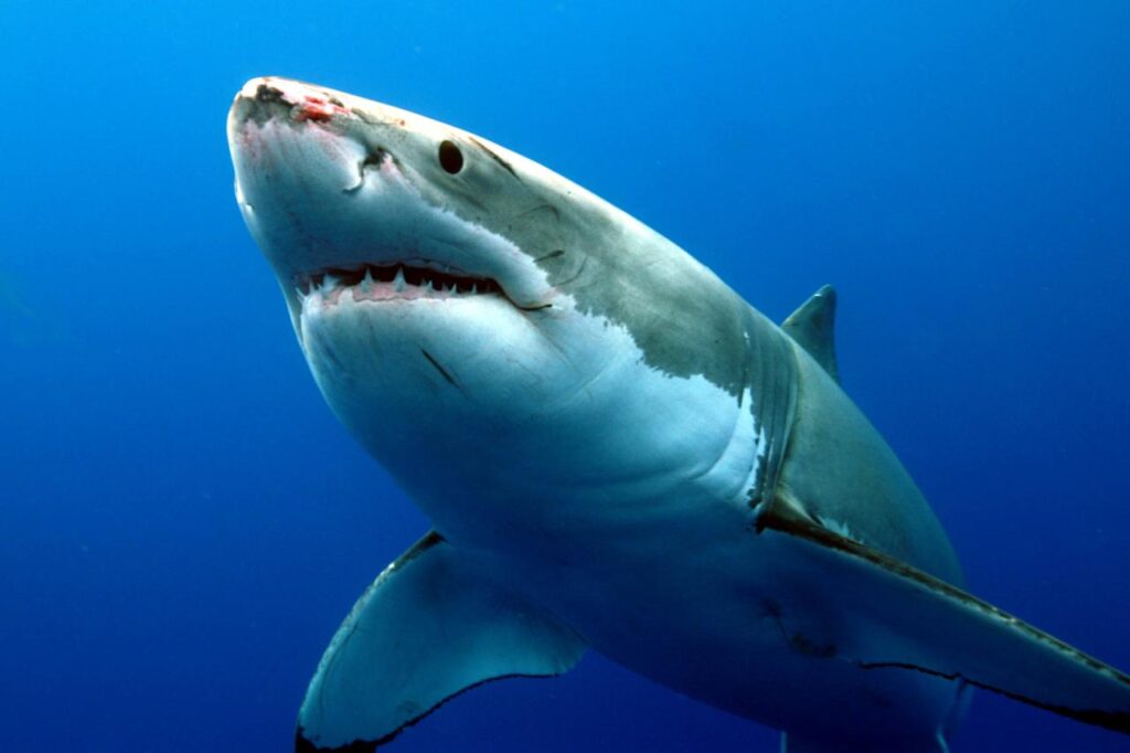 The fright of a lifetime: Accidentally encountering a great white shark ...