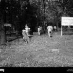 Nudist resorts in the Netherlands with activities